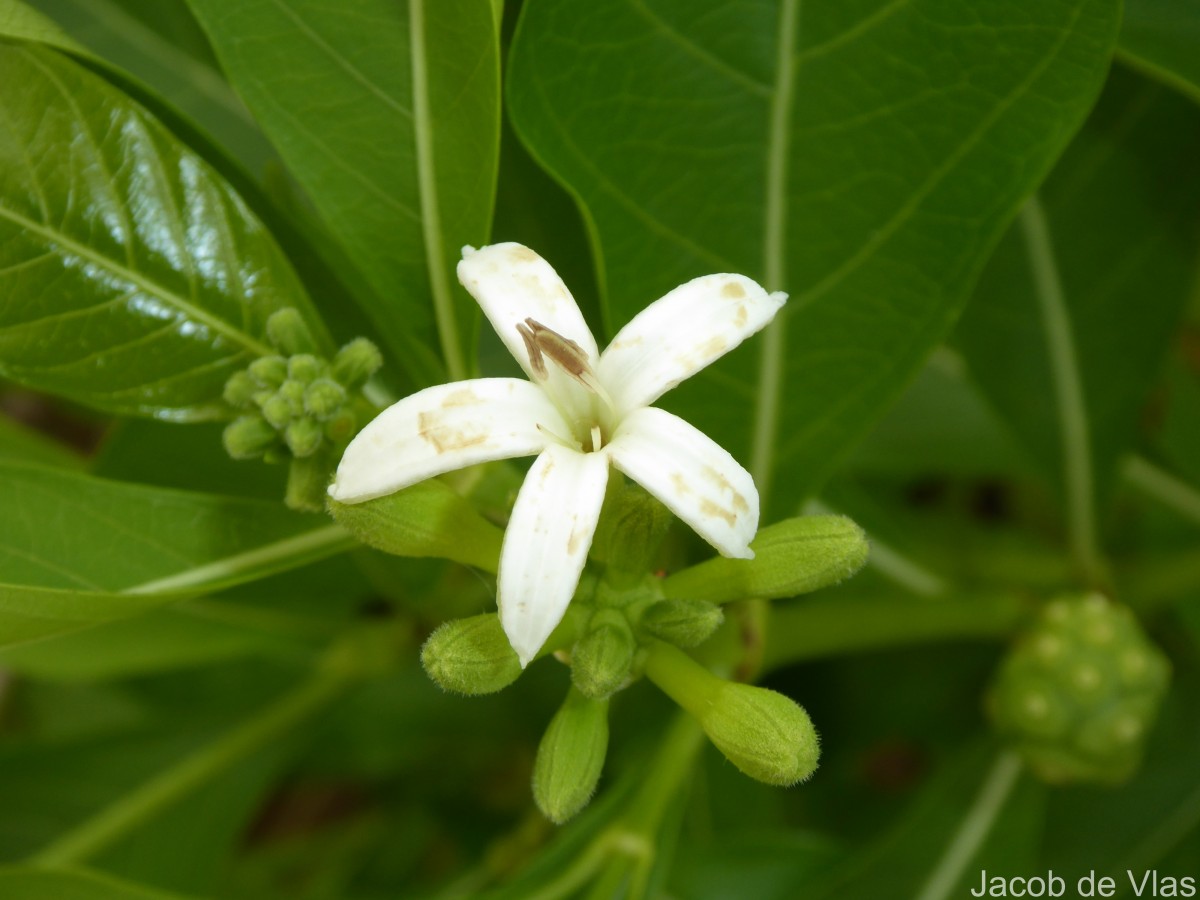 Morinda coreia Buch.-Ham.